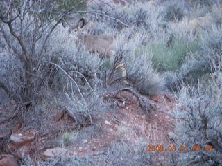 47 6f1. Zion National Park - Watchman hike - mule deer