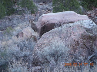 48 6f1. Zion National Park - Watchman hike - mule deer