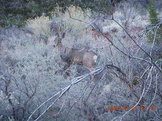 51 6f1. Zion National Park - Watchman hike - mule deer