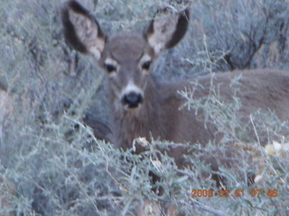53 6f1. Zion National Park - Watchman hike - mule deer