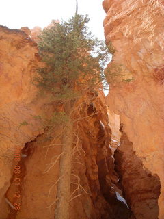 Bryce Canyon - Navajo Loop hike