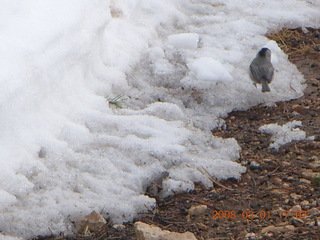 Bryce Canyon - bird in the snow