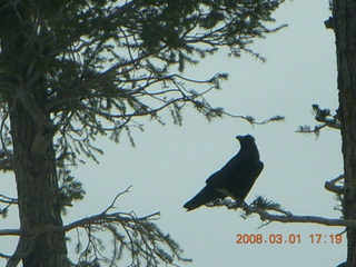 383 6f1. Bryce Canyon - raven in a tree