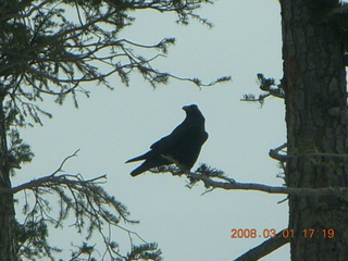 385 6f1. Bryce Canyon - raven in a tree