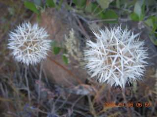 flowers on Windgate/Bell hike
