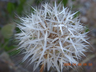 flowers on Windgate/Bell hike
