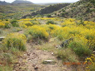 flower vista on Windgate/Bell hike