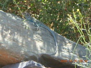 lizard on Windgate/Bell hike