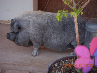 40 6gs. one of Kathe's peg pigs