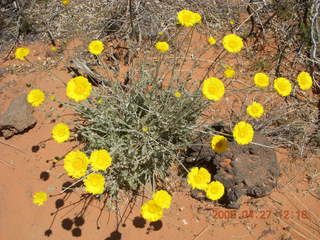 16 6gt. Snow Canyon - Butterfly trail - flowers