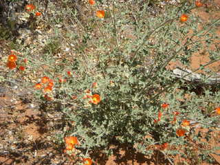 27 6gt. Snow Canyon - Butterfly trail - flowers