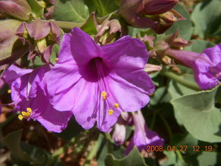 29 6gt. Snow Canyon - Butterfly trail - flower