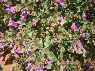 30 6gt. Snow Canyon - Butterfly trail - flowers