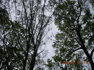 Dud's trees