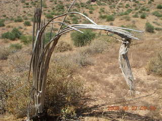 Windgate hike - saguaro skeleton with arthritis