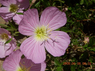 Payson run - purple flower