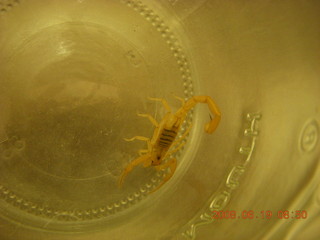 scorpion in a bottle