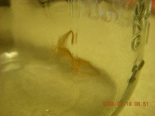 scorpion in a bottle