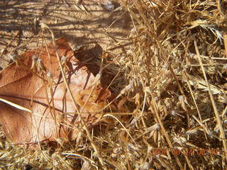 scorpion in the grass