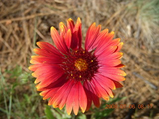 flower near Flagstaff