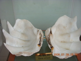 185 6ku. eclipse - Shanghai - pearl factory - clam