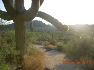 Pinnacle Peak saguaro  cactus