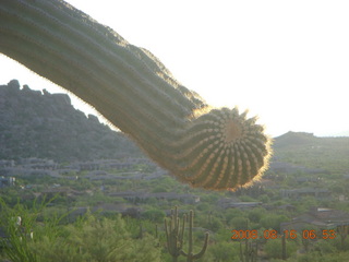 Pinnacle Peak saguaro cactus