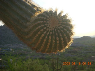 Pinnacle Peak saguaro cactus