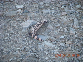 Lost Dog Wash run - giant gila-monster lizard