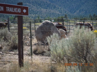 horses on the way to Pine Valley, Utah