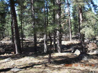hiking at Pine Valley, Utah