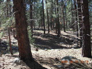 hiking at Pine Valley, Utah