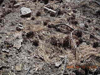 pine cones at Pine Valley, Utah