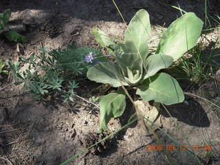 Dustin and Marcelle hiking at Pine Valley, Utah