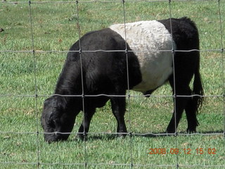 white-middle Belted Galloway cow at Pine Valley, Utah