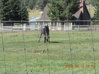 horse at Pine Valley, Utah