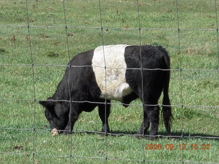 white-middle Belted Galloway cow at Pine Valley, Utah