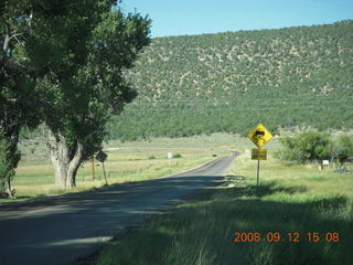 white-middle Belted Galloway cow at Pine Valley, Utah