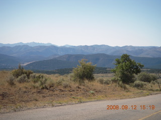 white-middle Belted Galloway cow at Pine Valley, Utah