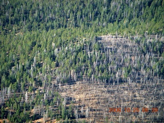 141 6nr. aerial - Bryce Canyon trees