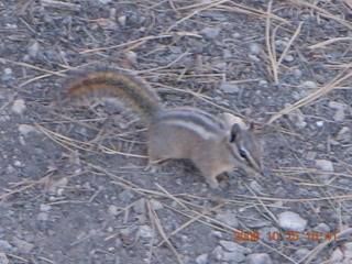 185 6nr. Bryce Canyon chipmunk