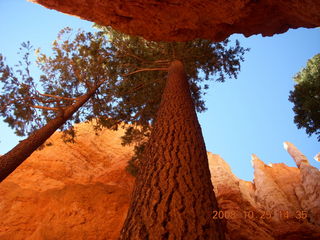 316 6nr. Bryce Canyon - Navajo loop trail