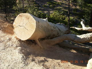 359 6nr. Bryce Canyon - cut tree section - Queens Garden trail