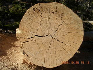 362 6nr. Bryce Canyon - cut tree section - Queens Garden trail