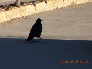 395 6nr. Bryce Canyon - raven