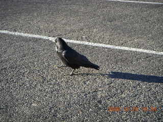 396 6nr. Bryce Canyon - raven