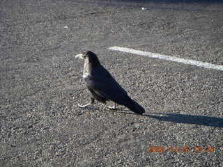 397 6nr. Bryce Canyon - raven