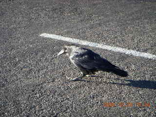 398 6nr. Bryce Canyon - raven