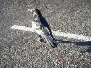 399 6nr. Bryce Canyon - raven