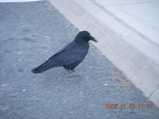 432 6nr. Bryce Canyon - raven